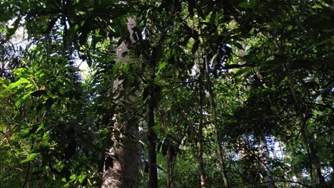 beautiful thick jungle canopy vegetation, lush rainforest treetops and wildlife