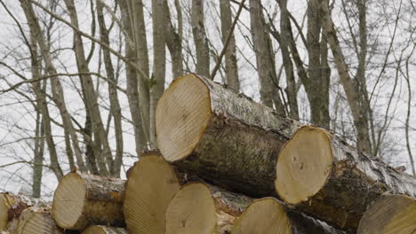 Ein-Frisch-Geschnittener-Stapel-Holzstämme