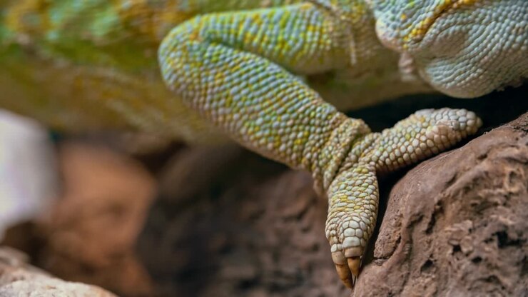 Chameleon Crawling on Snag