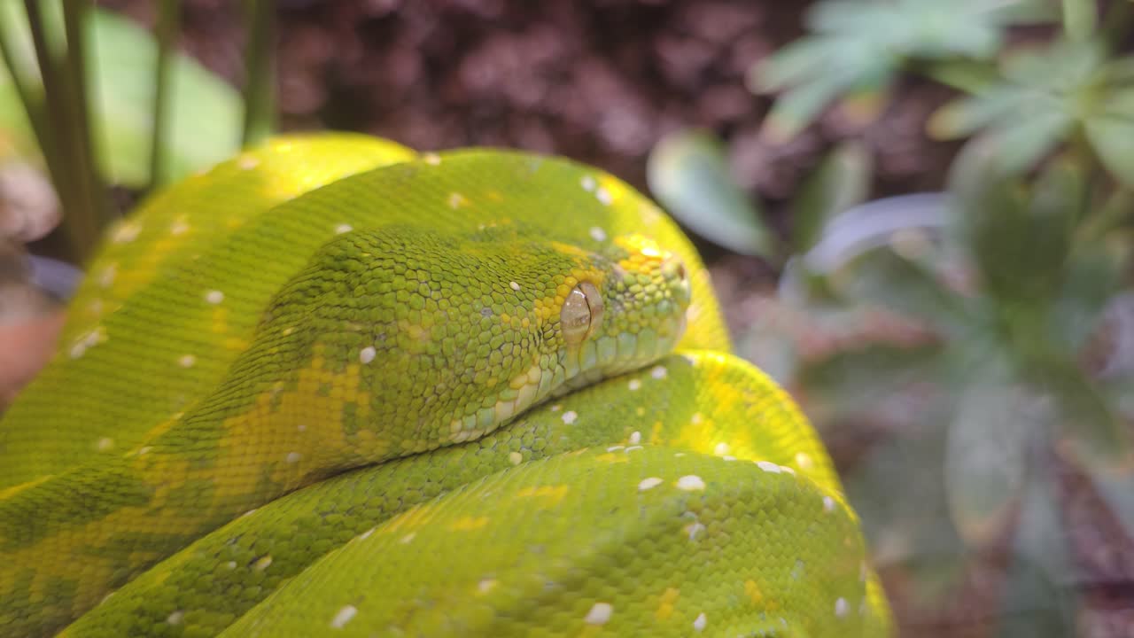 A macro detail shot of a resting green tree python's head on its coiled body, showcasing the intricate texture of its green, yellow, and white spotted scales.