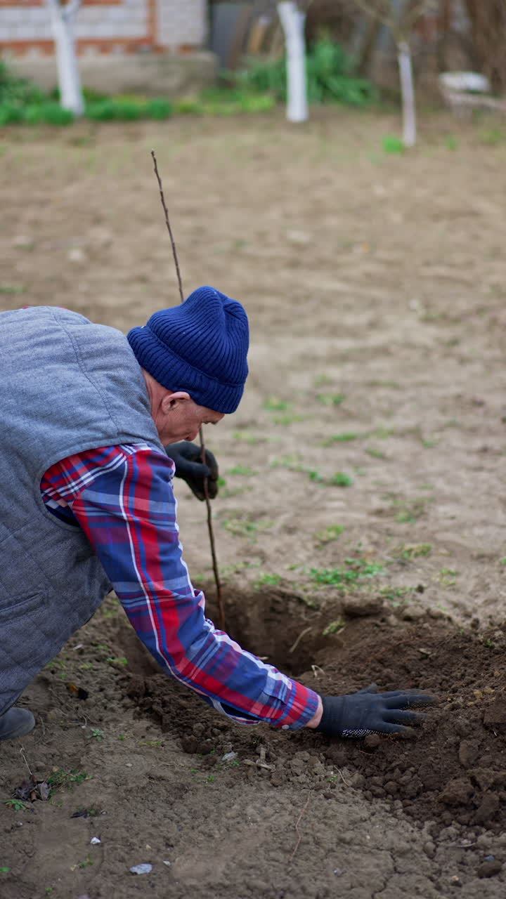 Farmer holds a young tree in the little pit and thumbs the ground around it. Senior man planting fruit garden. Vertical video.