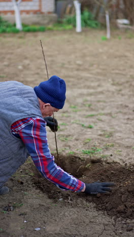 farmer holds a young tree in the little pit and thumbs the ground around it. senior man planting fruit garden. vertical video.