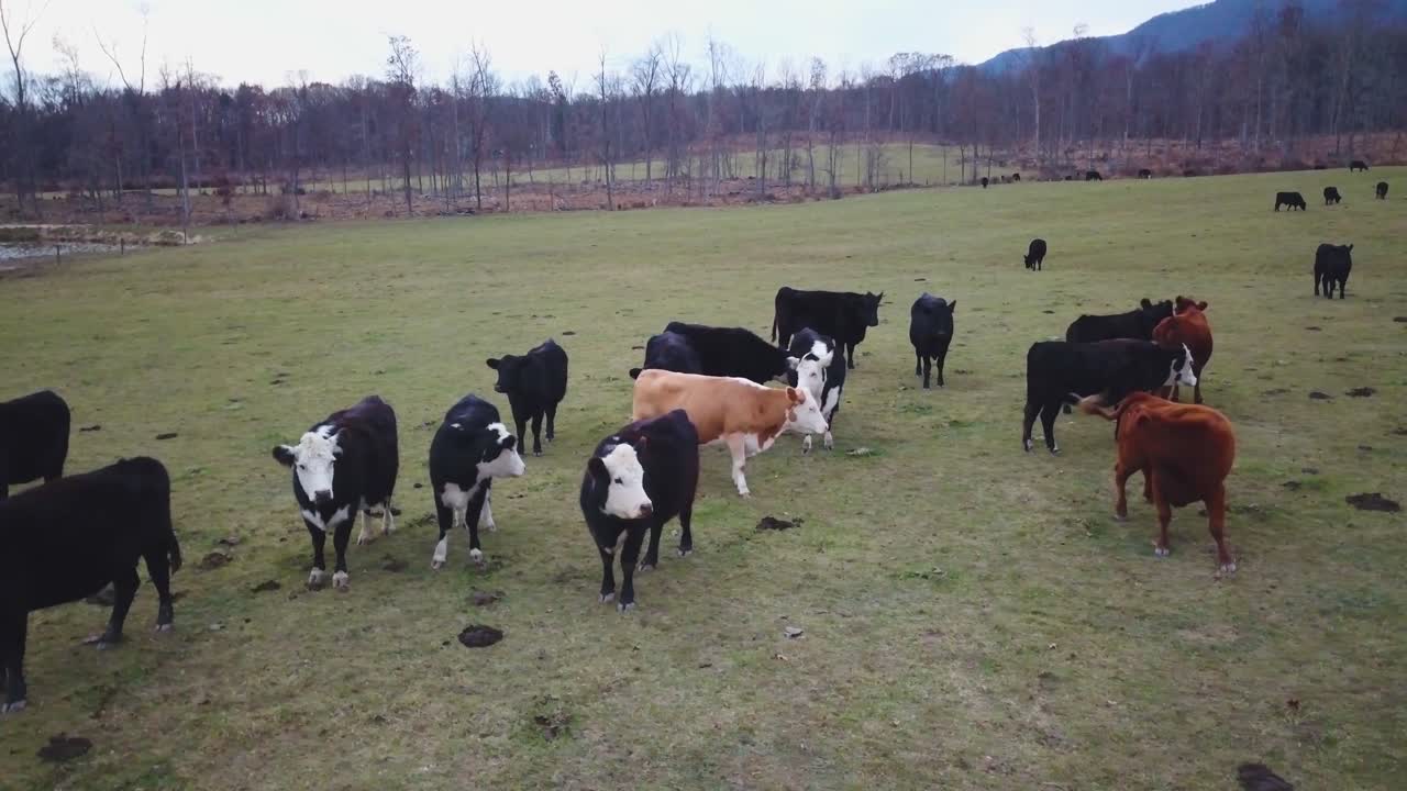 Il bestiame al pascolo in un campo