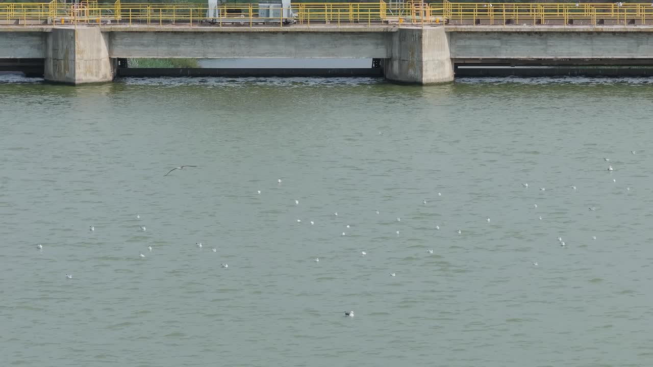 Gulls on a Dammed River