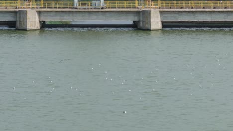 gulls on a dammed river