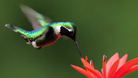 un colibrí que se alimenta de una flor roja