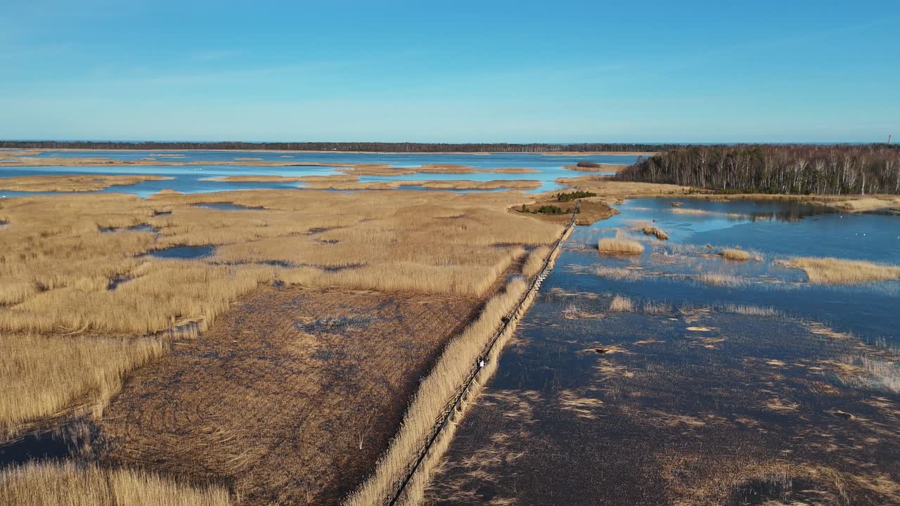 sendero de tablas de madera a través del lago kaniera cañas disparo aéreo de primavera lapmezciems, letonia