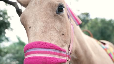 caballo blanco con moscas zumbando alrededor de su cara