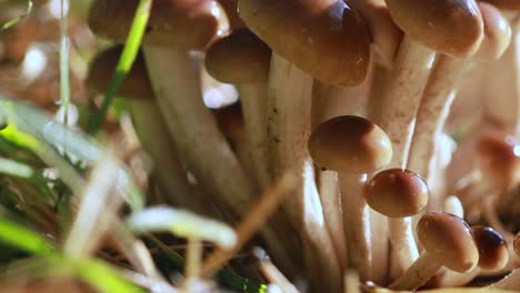 armillaria mushrooms of honey agaric in a sunny forest in the rain.