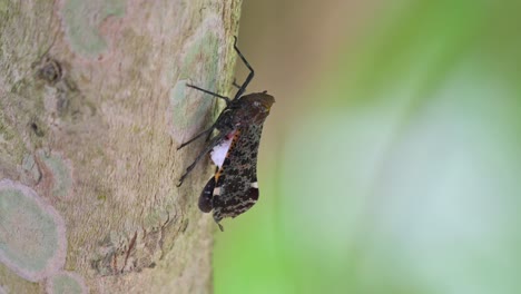 Resting-on-the-right-side-of-the-tree-waiting-for-something,-Penthicodes-variegate-Lantern-Bug,-Thailand
