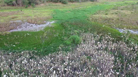 vista de drones de bandadas de garzas en dormitorios, pájaros, animales salvajes