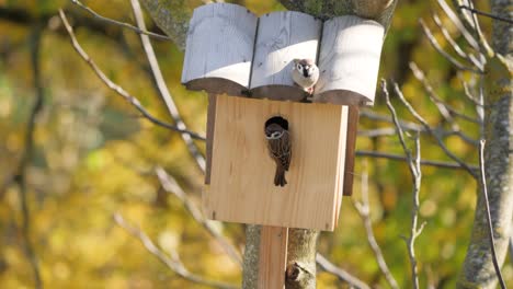 tree sparrow couple check nest box