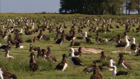 a large group of male and female laysan albatross on midway island