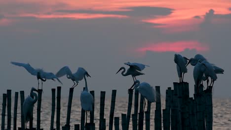 The-Great-Egret,-also-known-as-the-Common-Egret-or-the-Large-Egret