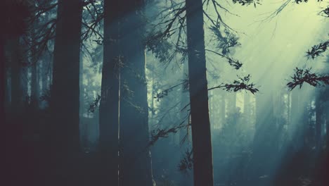 black tree trunk in a dark pine tree forest