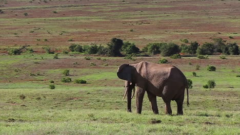 wide shot of an elephant bull eating grass in addo elephant national park africa