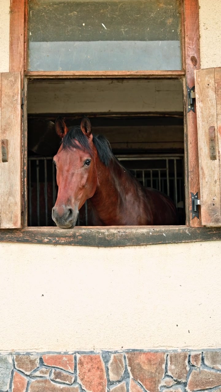 Brown horse looks out from stable window during daylight, showing interest in surroundings and nearby activities