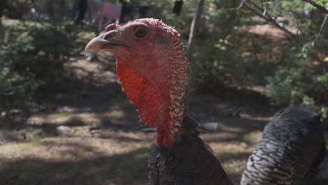 Pavo-Animal,-Cabeza-Cerca-De-Ave-Doméstica