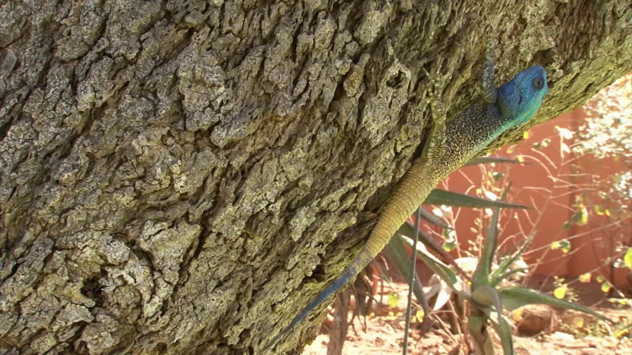 las garras del árbol de agama del sur en la corteza de un árbol inclinado
