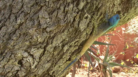 las garras del árbol de agama del sur en la corteza de un árbol inclinado