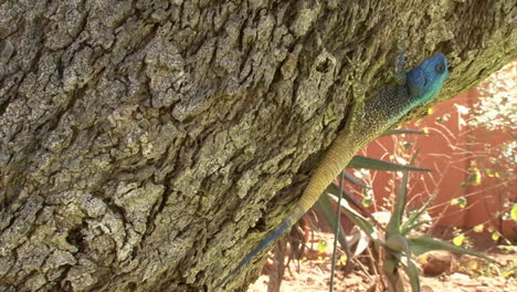 southern tree agama claws into the bark of a slanting tree