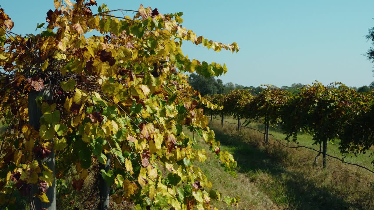 A close-up shot of vibrant vineyard rows with golden autumn leaves, showcasing the natural beauty of a South Georgia countryside setting during the fall season.