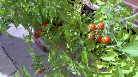 self set tomatoes growing in a wooden box on a patio