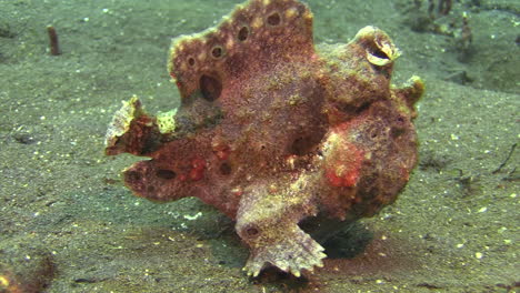 painted frogfish walks using ventral fins as legs, side view left to right close-up shot showing all body parts