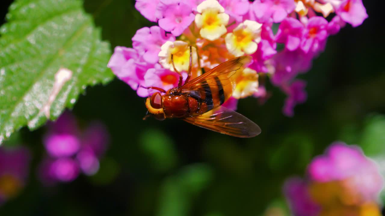 HONEY BEE APIS DURING POLLINATION IN YELLOW AND PURPLE FLOWERS