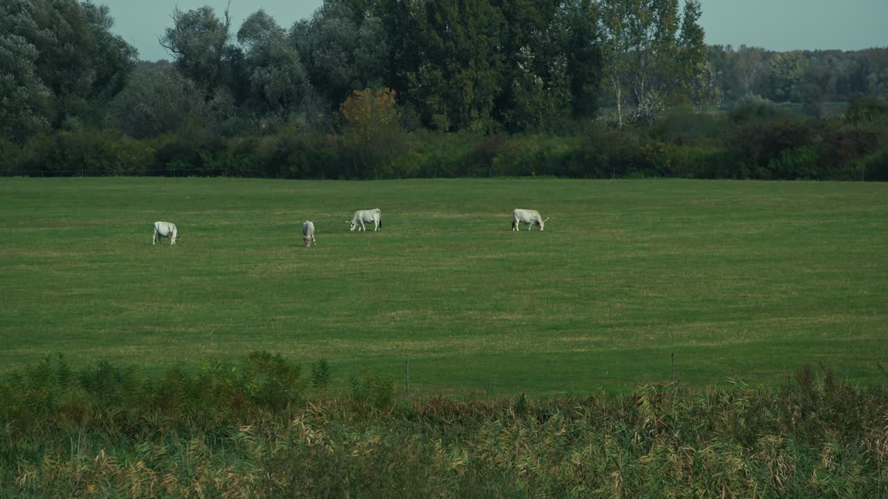 White cattle grazing on a vast green field in Lonjsko Polje, Croatia