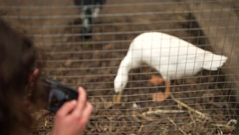 an audience is capturing photos of a duck eating food