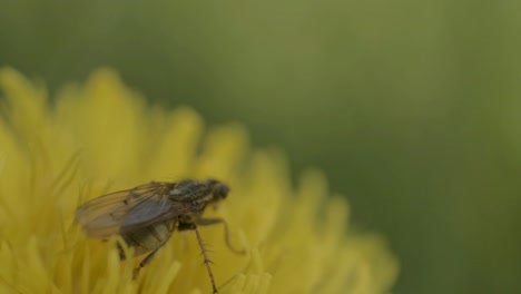 Mosca-De-Caballo-En-Un-Diente-De-León