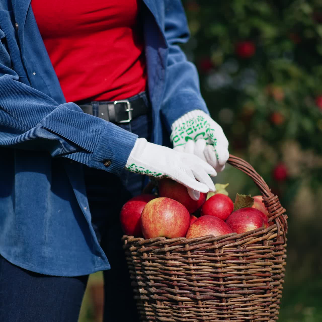 Unrecognized female in blue shirt, jeans and gloves holding a basket full of ripe apples. Lady takes some apples looking at them and puts back. Blurred nature backdrop