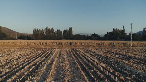 Imágenes-De-Drones-De-Campos-De-Maíz-Seco-Debido-Al-Problema-De-La-Sequía-En-La-Agricultura-En-Chile