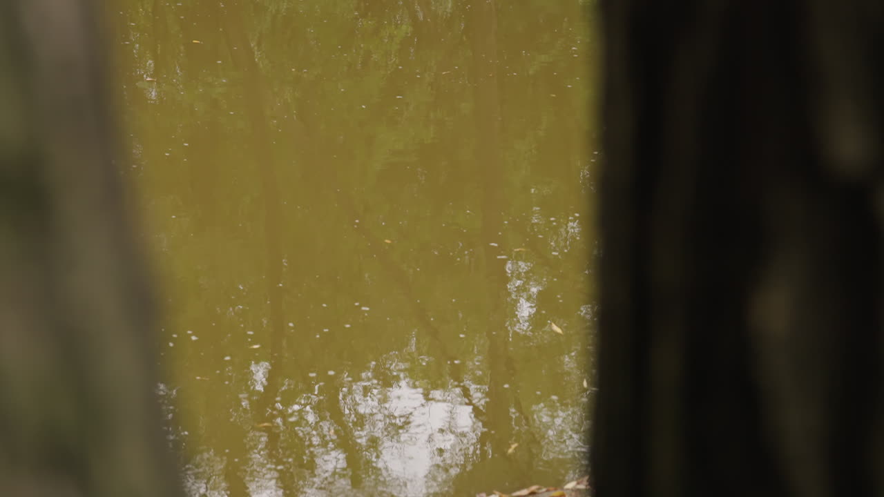 Trübe Uferlinie eines Teichs mit Baumspiegelungen, braunes Wasser, das Stämme und grünes Laub widerspiegelt, verstreute Blätter entlang des schlammigen Ufers, subtile Wellenbewegung und sanfter Wind, Feldökologe bei der Untersuchung von Feuchtgebieten