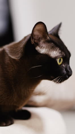 black cat with shining fur sitting on the sofa. yellow-eyed pet keeping an eye on something. close up. vertical video