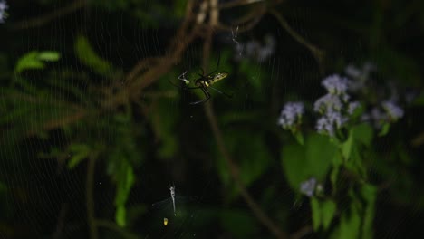 Ein-Filmmaterial,-Das-Während-Der-Nacht-Aufgenommen-Wurde,-Zoomte-In-Die-Spinne,-Während-Sie-Ihre-Mahlzeit-Genoss