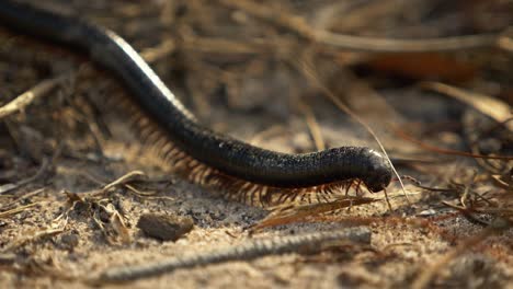 slow motion close up of centipede crawling to the bottom right over sand