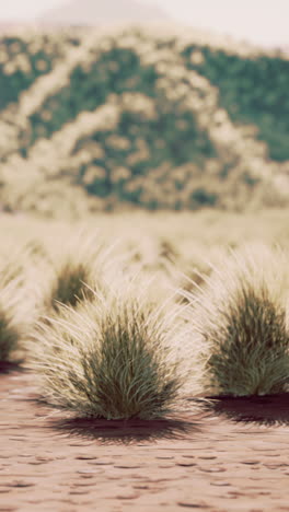 serene desert landscape with tufts of grass