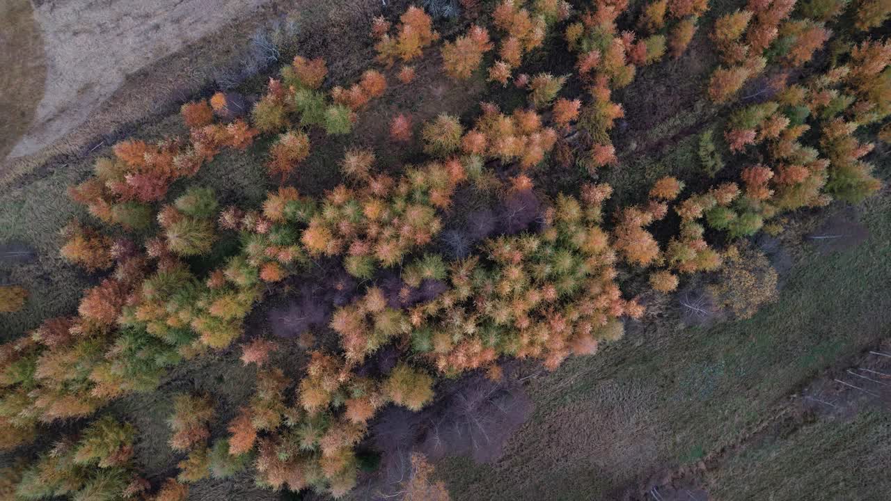 Top-down drone ascent above orange trees near Öregrund, Sweden, revealing a vibrant autumn forest scene from the air