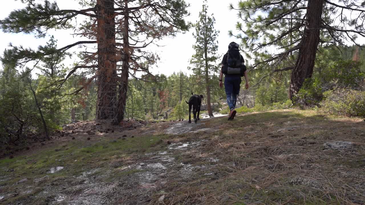 Mies patikkaretkellä isodanilaisen pentunsa kanssa mäntymetsän läpi.