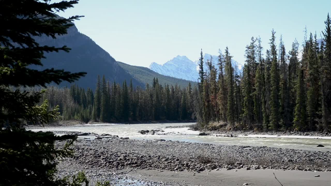 Athabasca River winds through wide valley in Jasper as shallow channels move between gravel bars and dense pine forest with snow capped peaks rising in distance creating calm alpine mountain scene