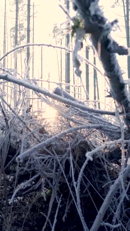 bosque congelado al amanecer