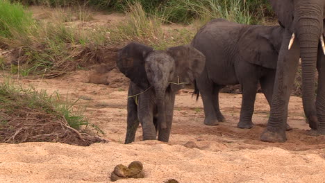 young elephant stumbles on sandy ground with grass straw in mouth