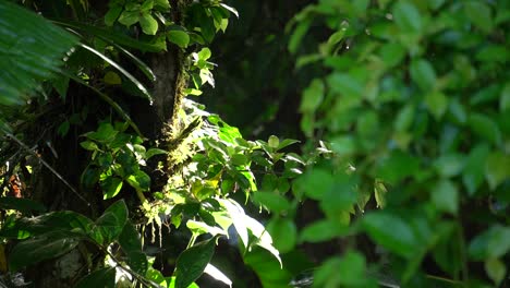 una toma estática de una selva tropical con unas gotas de lluvia cayendo