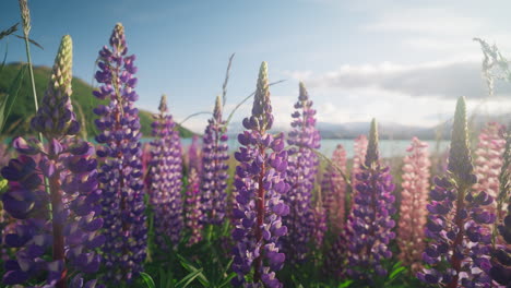 close up of purple petals of lupine flowers with bright morning sunlight