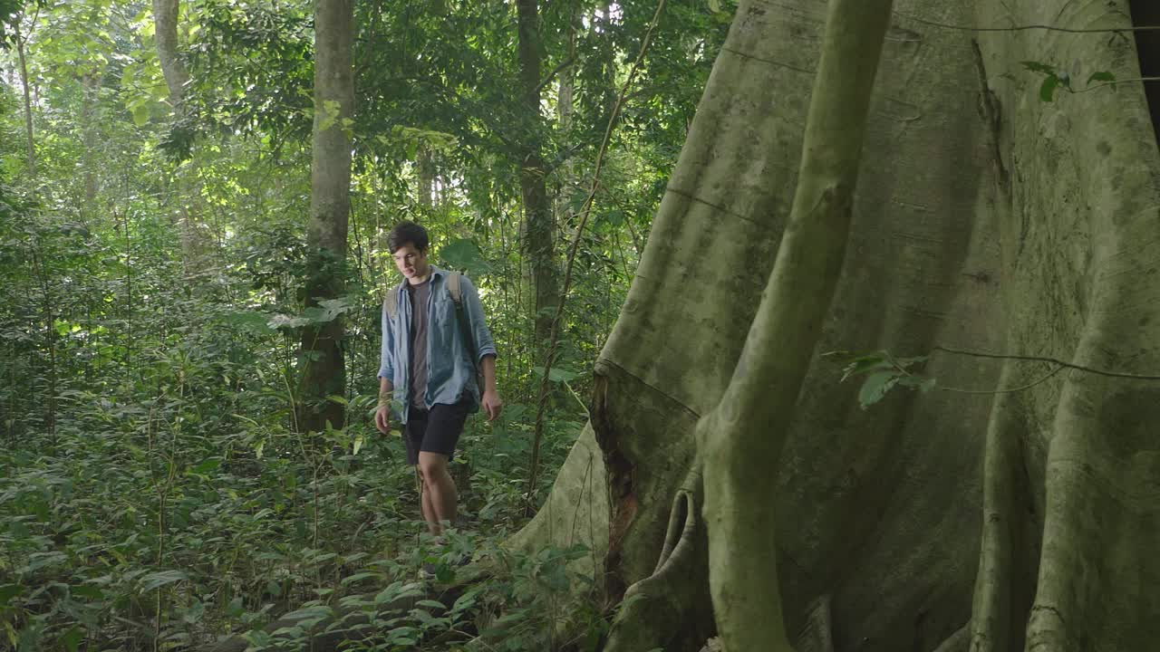 Man Treking And Looking A Big Tree, Slow Motion
