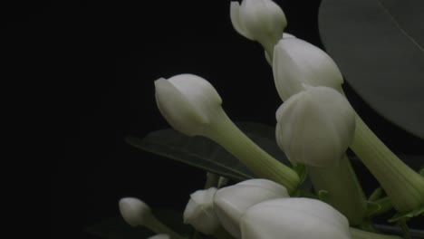 White-buds-of-domestic-flower-against-black-background,-dolly-backward