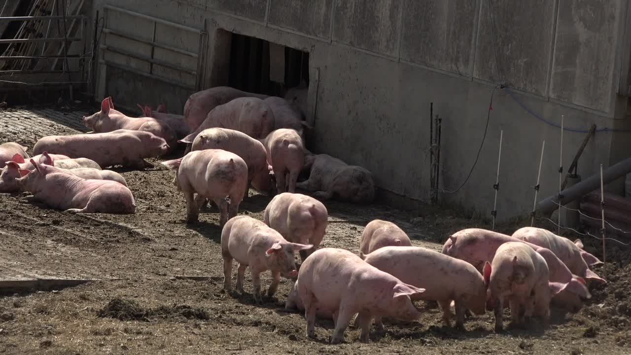 야외 양식 돼지, 유기농, 식품