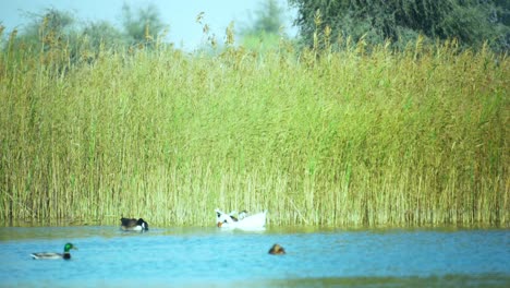 Patos-Flotando-En-Un-Estanque-Con-Arbustos-Phragmites-Australis-Moviéndose-En-El-Viento